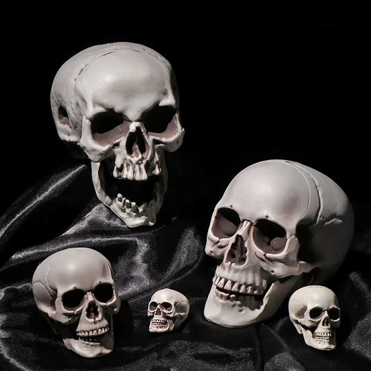 Plastic Human Skull Head – Halloween Style Photo Prop & Party Decor